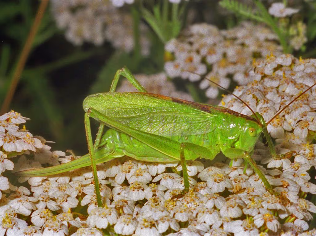 Locusta canterina