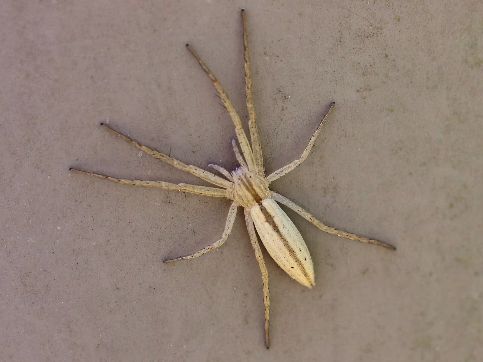 Tibellus oblongus