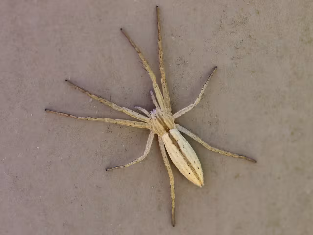 Tibellus oblongus