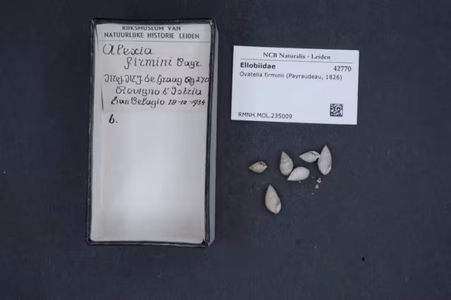 Ovatella firminii