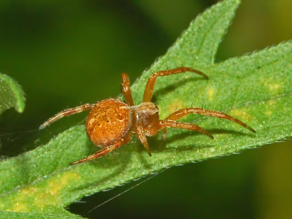 Agalenatea redii