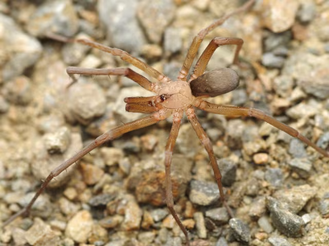 Filistata insidiatrix