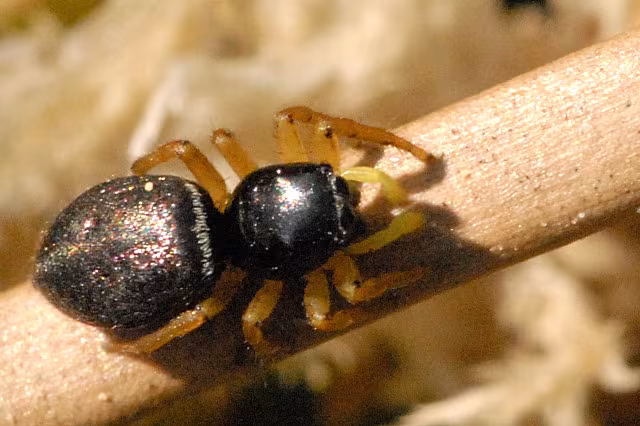 Heliophanus flavipes