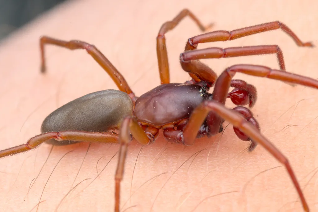 Harpactocrates drassoides