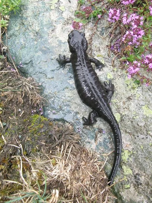 Salamandra di Lanza