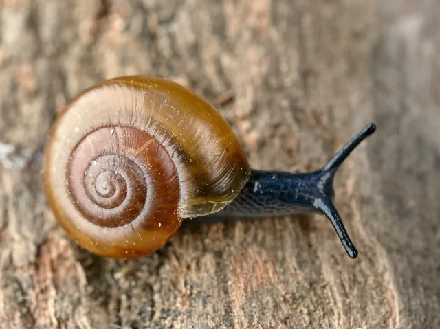 Aegopinella nitidula