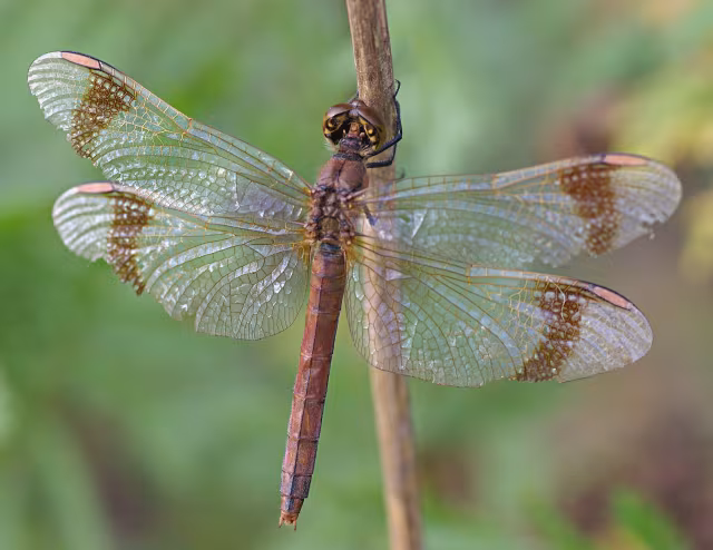 Cardinale alifasciate