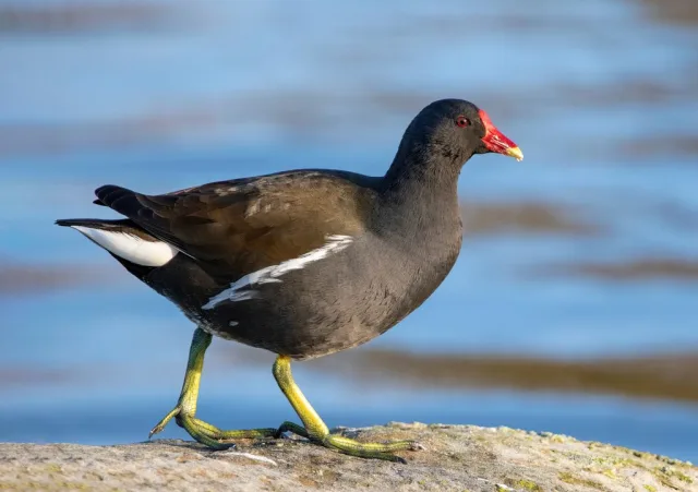 Gallinella d'acqua