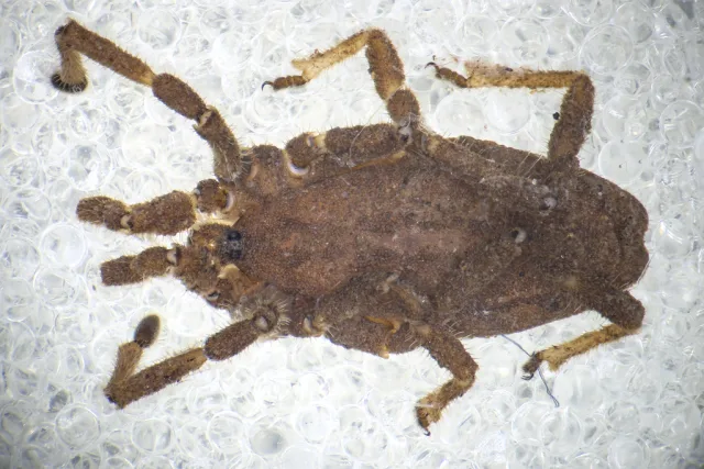 Calathocratus sinuosus