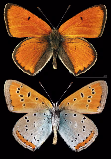 Licena delle paludi