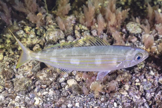 boga