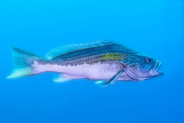 Cernia dorata