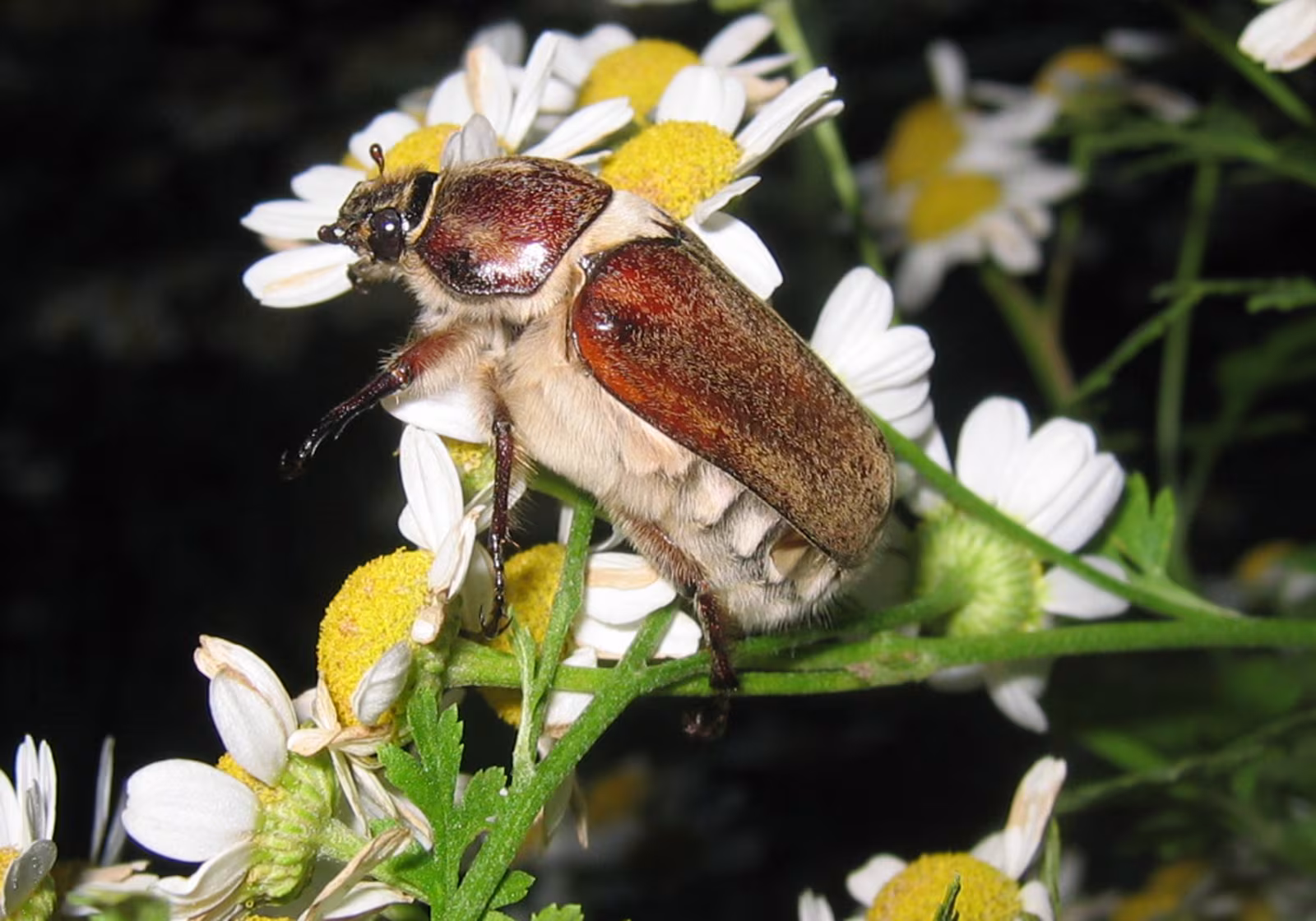Scarabeo villoso