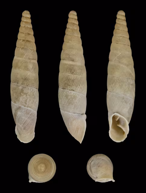 Cochlodina kuesteri