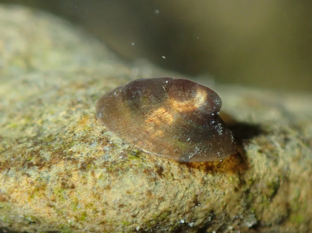 patella di fiume
