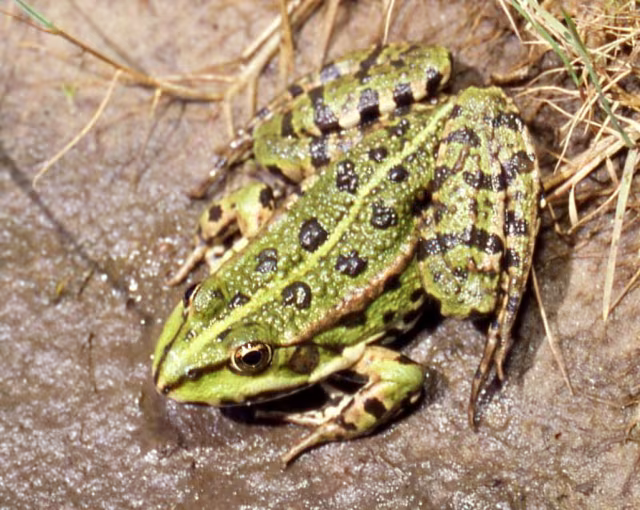 Rana ridibonda