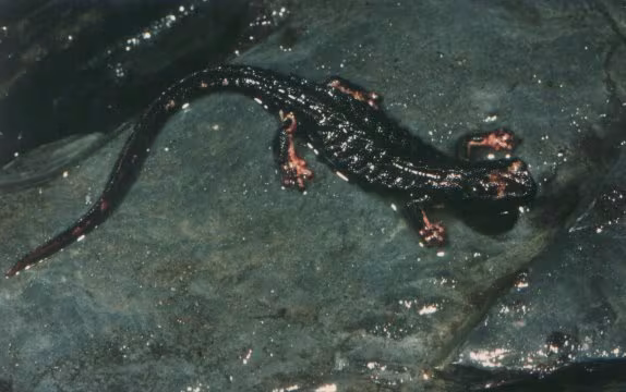 Salamandrina dagli occhiali settentrionale