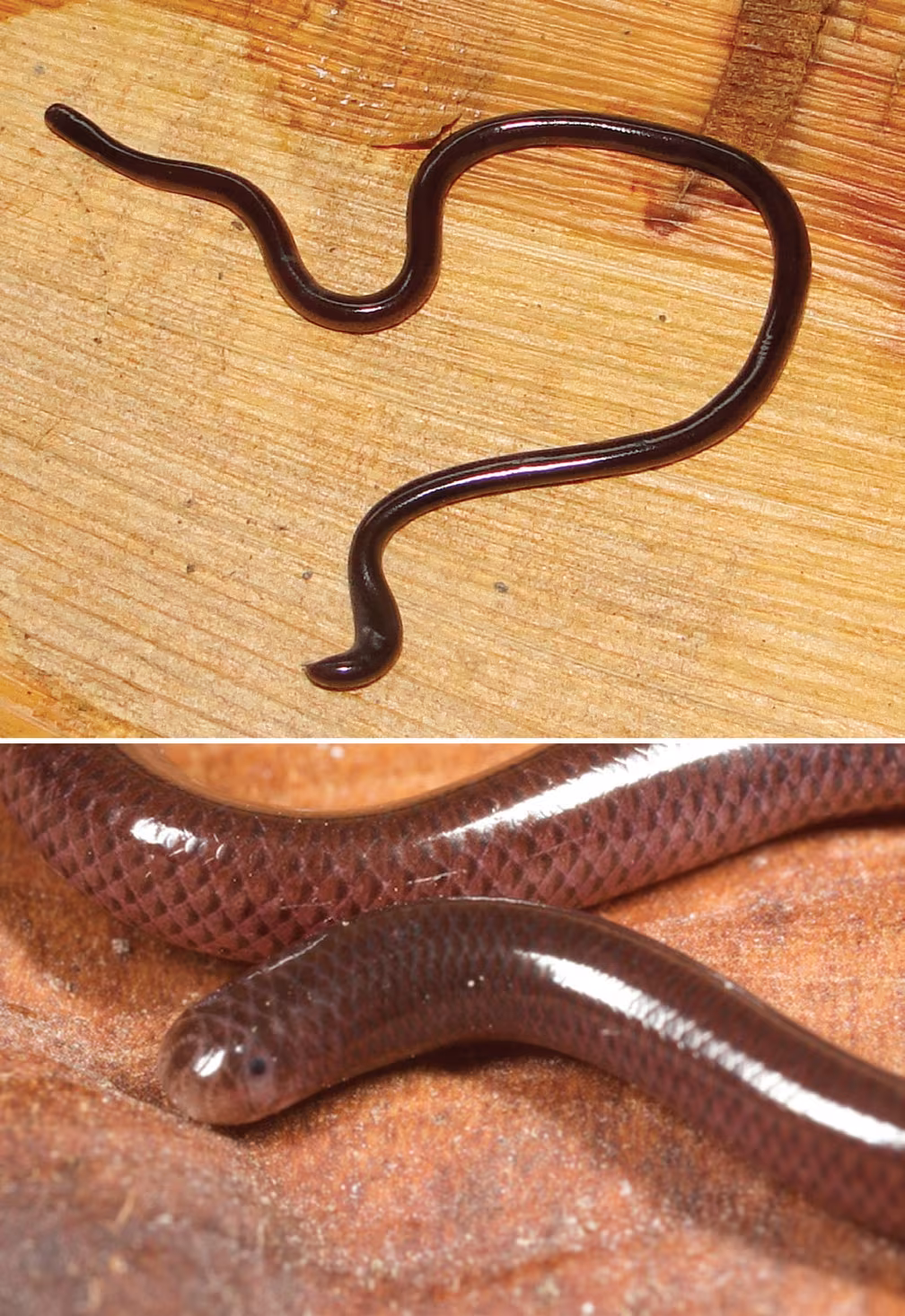 Tiflope bramino