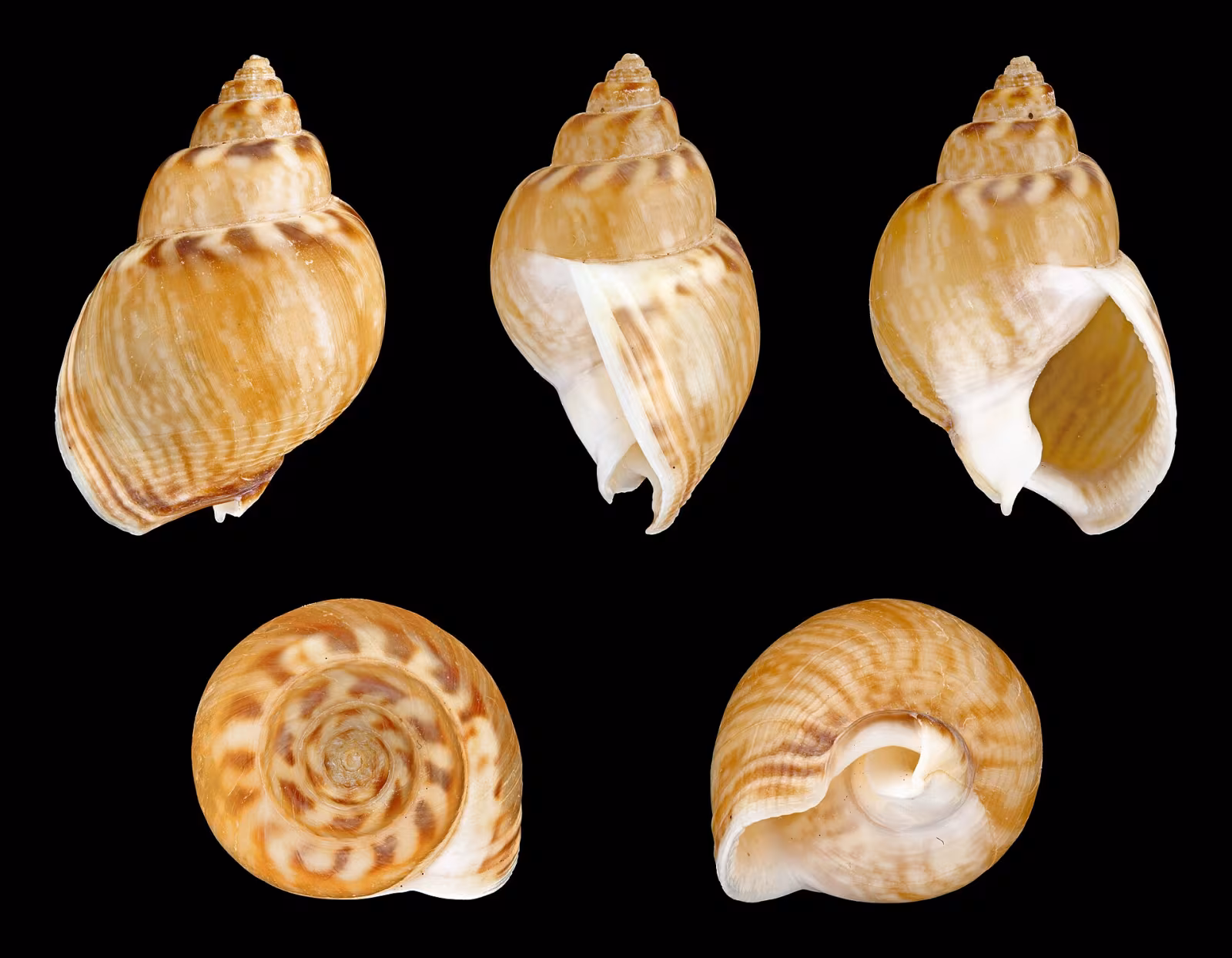 Nassa mutabile