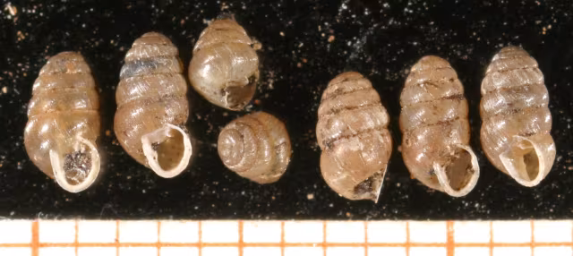 Lauria cylindracea