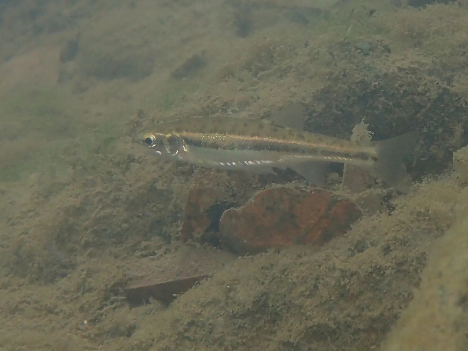 Sanguinerola italiana