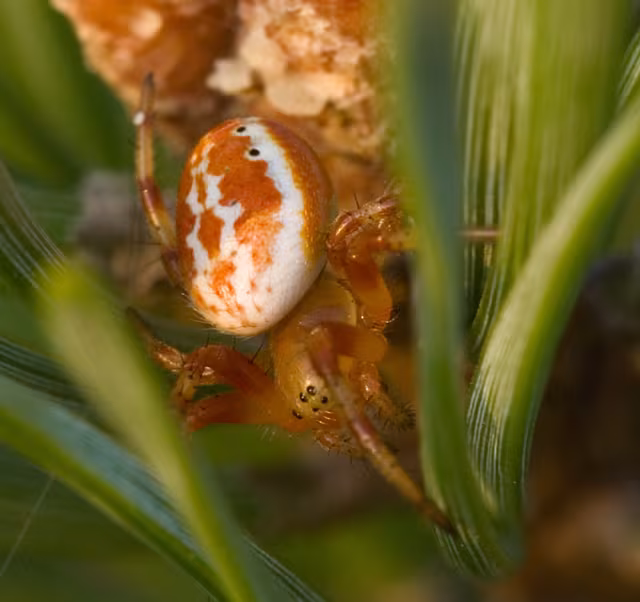 Araniella displicata