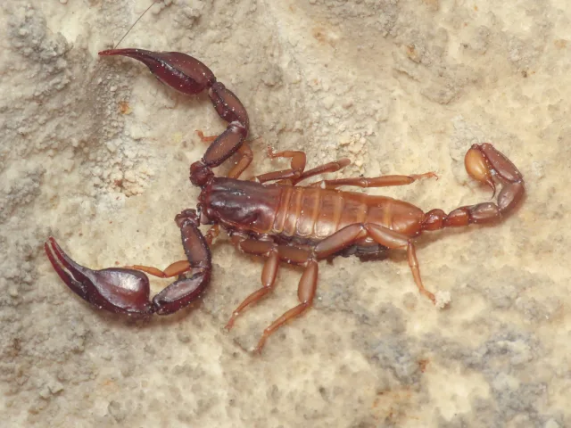 Scorpione di Aquileia