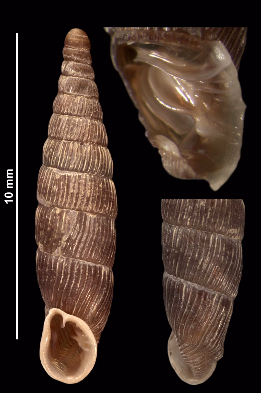 Clausilia cruciata