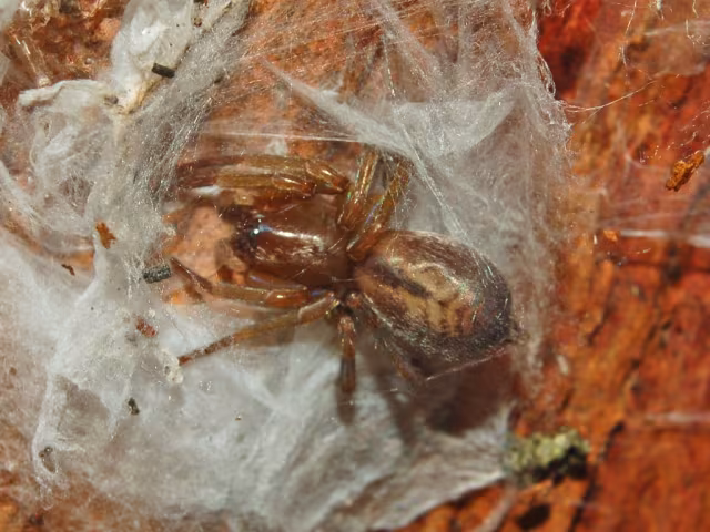 Clubiona corticalis