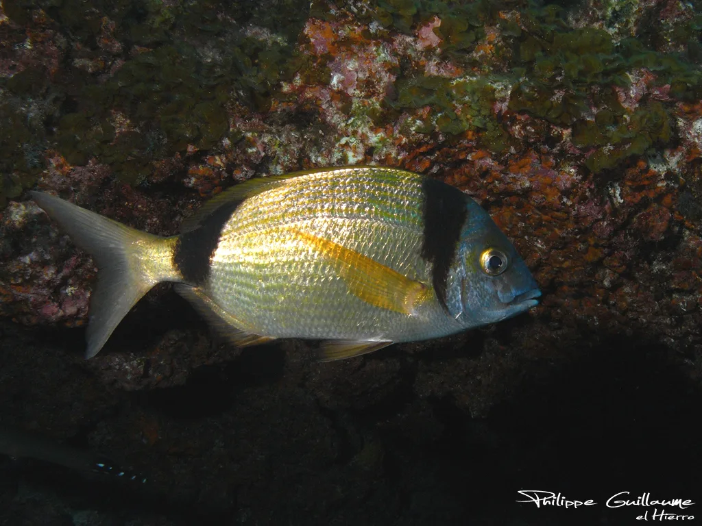 Sarago fasciato