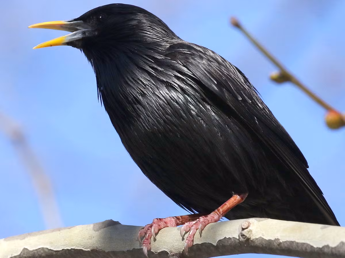 Storno nero