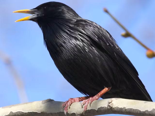 Storno nero