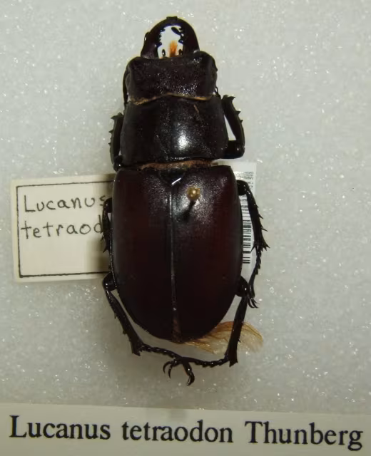 Cervo volante meridionale