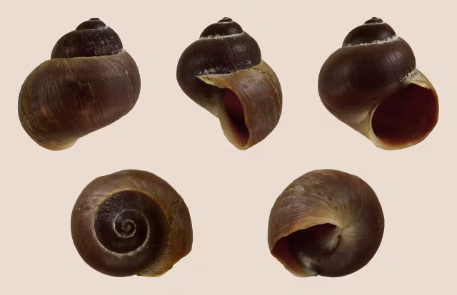 Chiocciola fluviale italiana