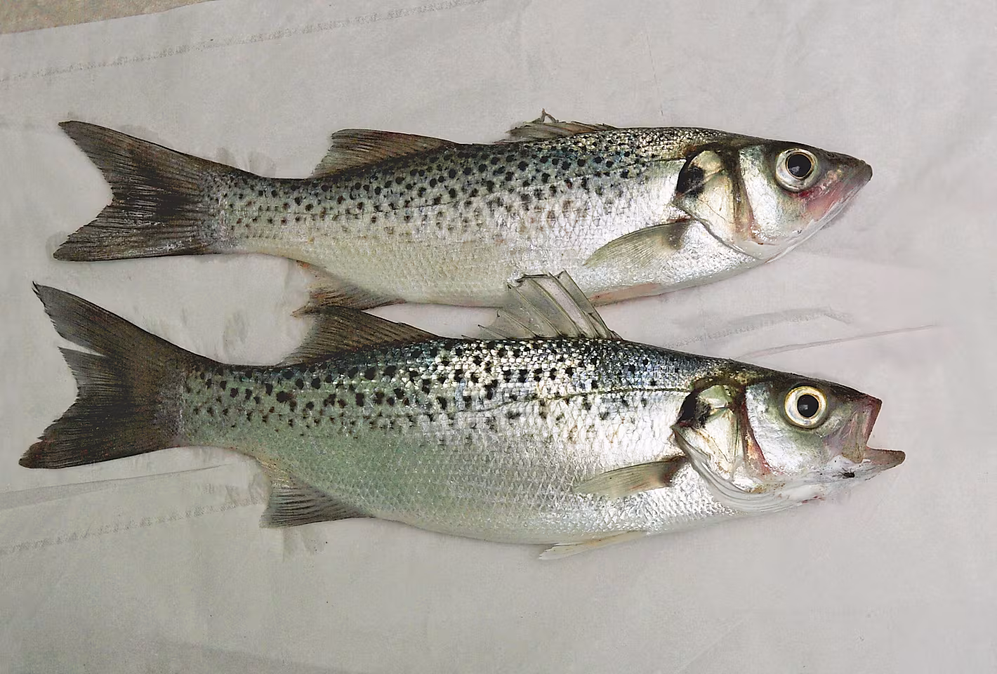 Branzino maculato