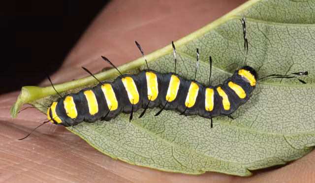 Acronicta (Jocheaera) alni