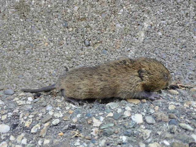 Arvicola acquatica italiana
