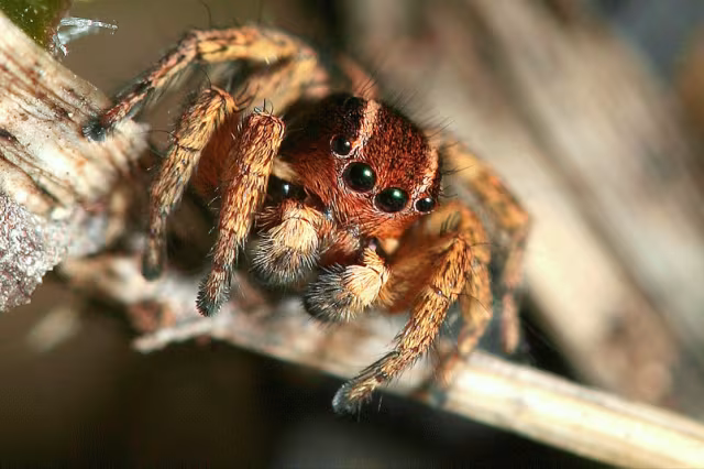 Phlegra fasciata