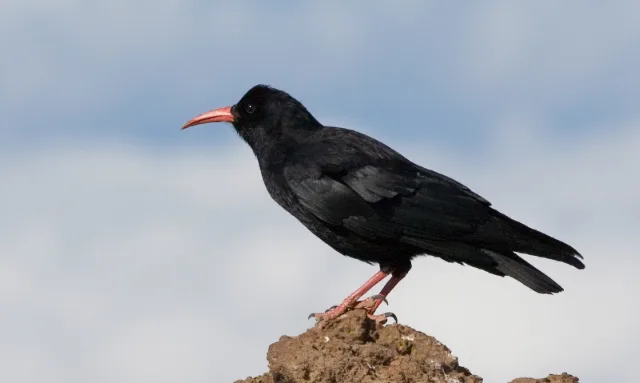 Gracchio corallino
