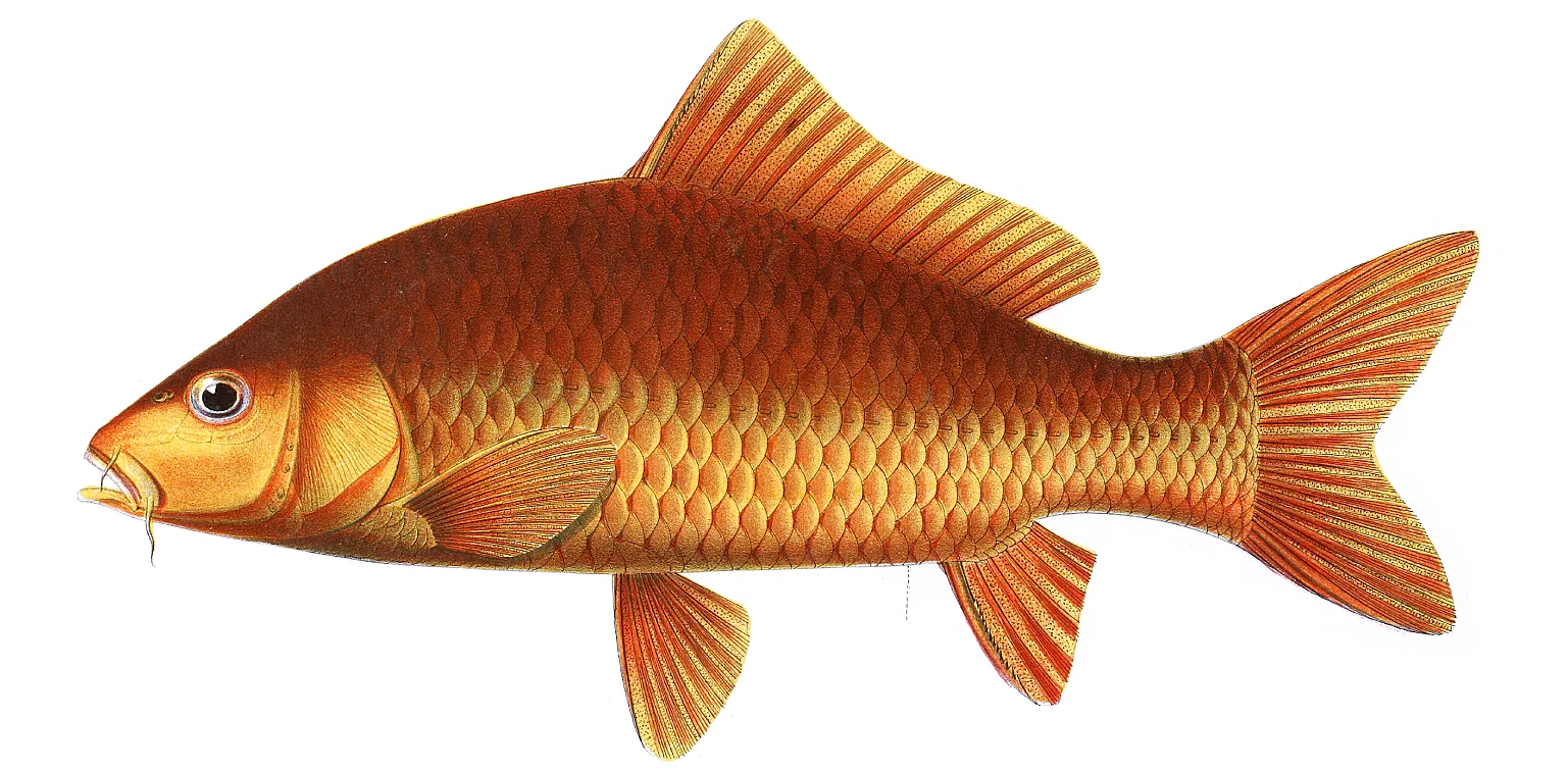 Carpa Koi