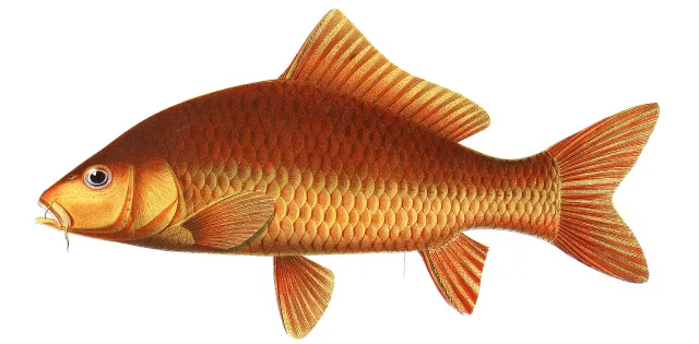 Carpa Koi