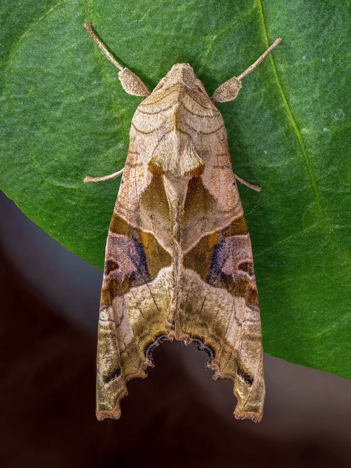 Nottua triangolo