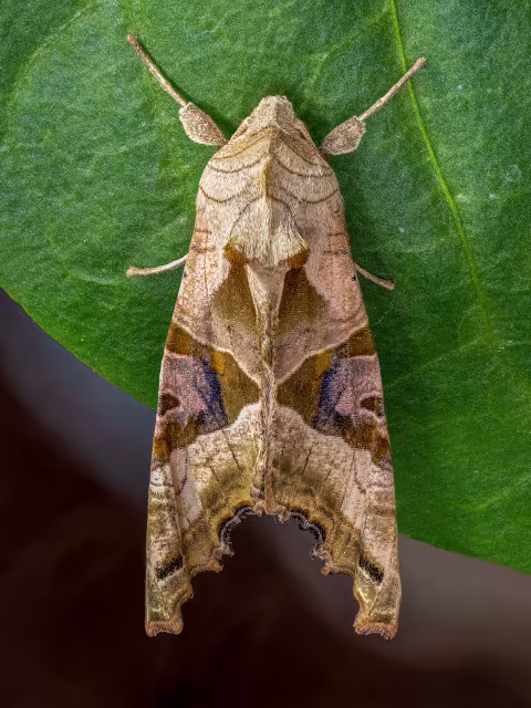 Nottua triangolo
