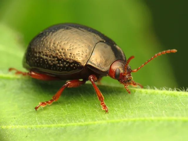 Chrysolina bankii