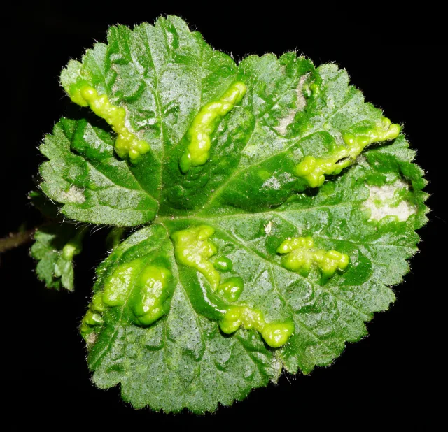 Cecidophyes nudus