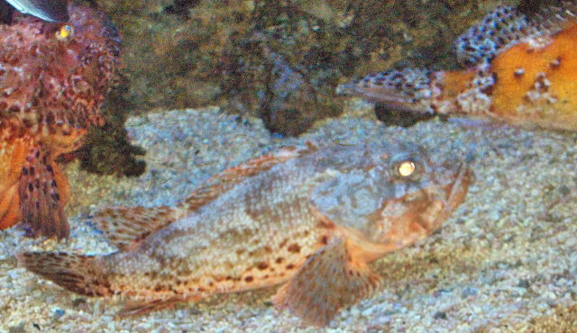 Scorfano snello