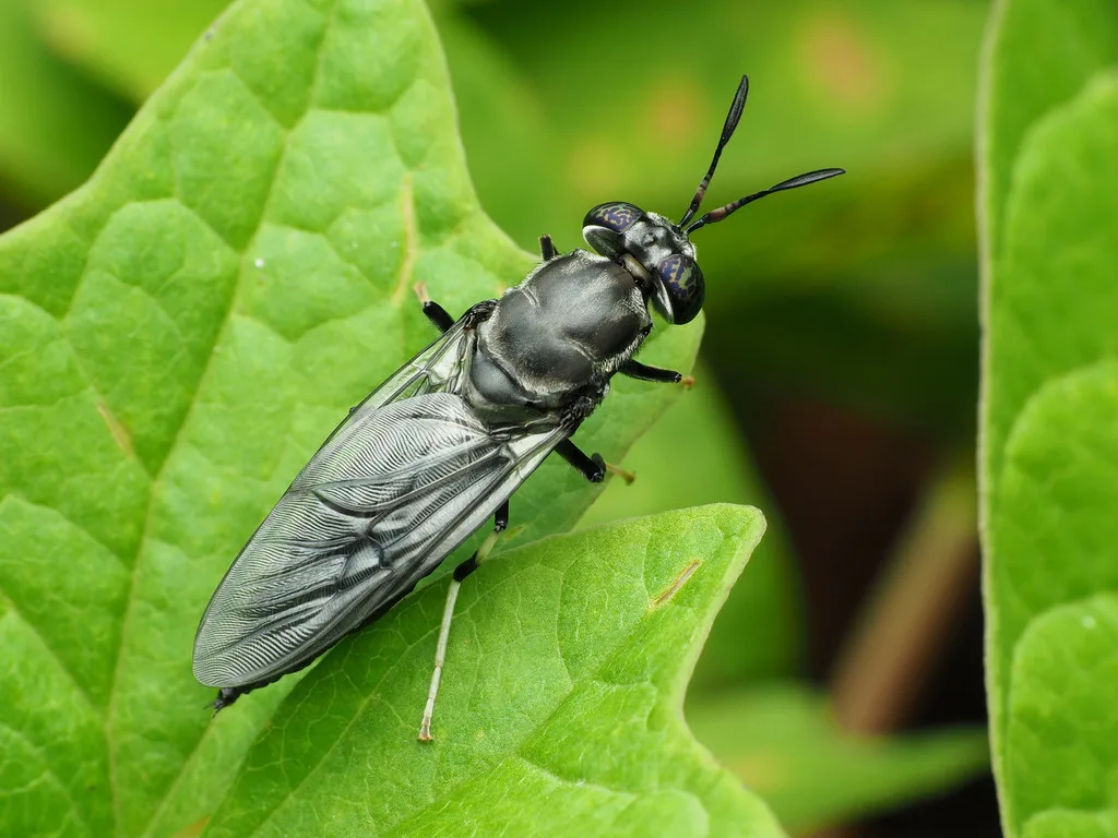 Mosca soldato