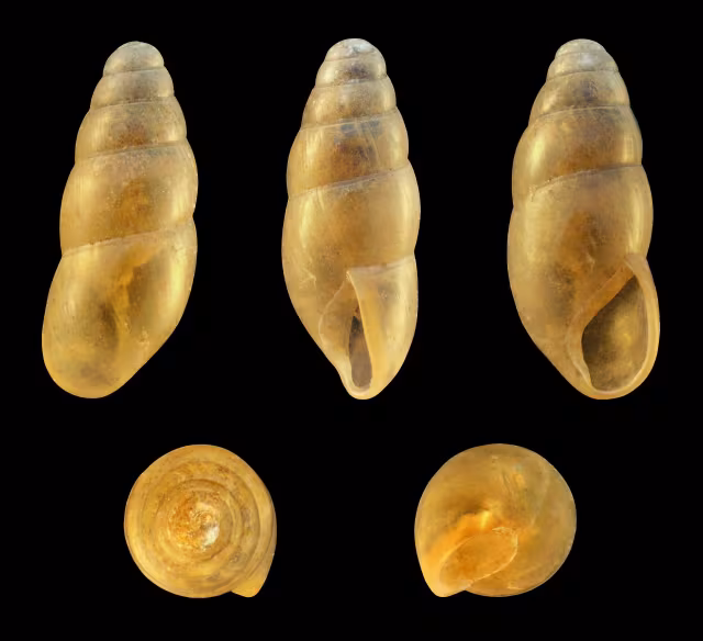 Cochlicopa lubricella