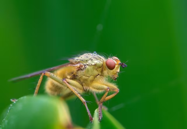 Mosca stercoraria