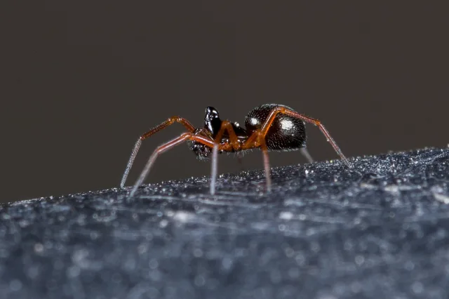 Entelecara acuminata